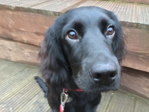 SAMPLED_10130335_930_698_nocrop__